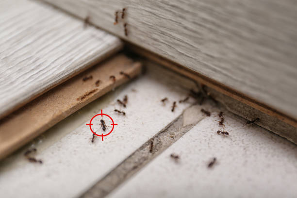 Best Affordable Pest Control Services  in Glens Falls, NY