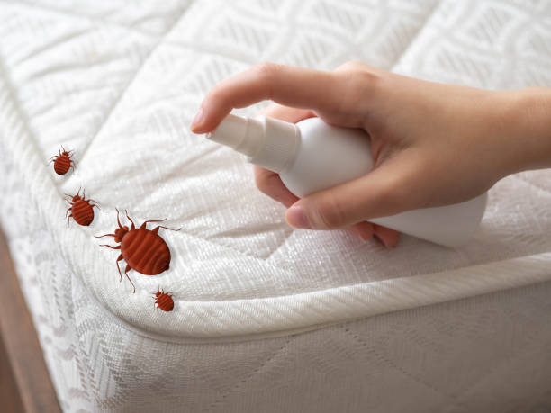 Best Flea Control Services  in Glens Falls, NY