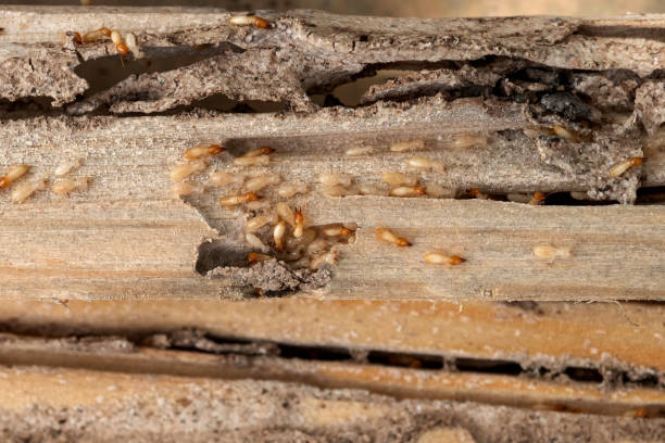 Best Affordable Pest Control Services  in Glens Falls, NY