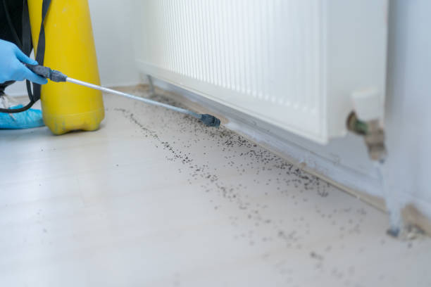Best Best Pest Control Near Me  in Glens Falls, NY
